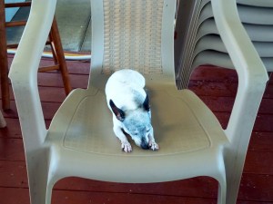 Molly Naps While We Work.